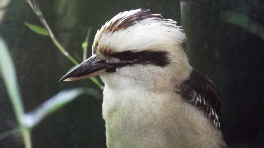 Oasi di Sant'Alessio Bird Species