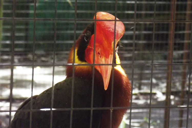 Oasi di Sant'Alessio Bird