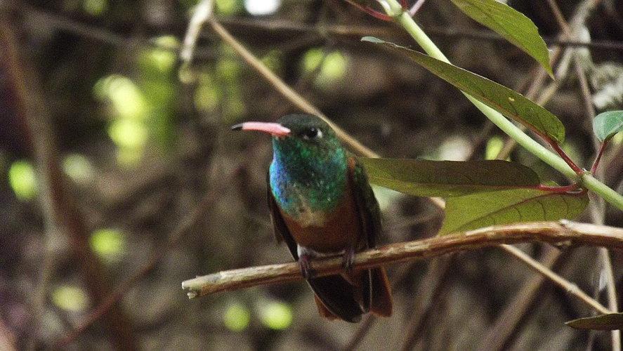 Oasi di Sant'Alessio Colibri Bird