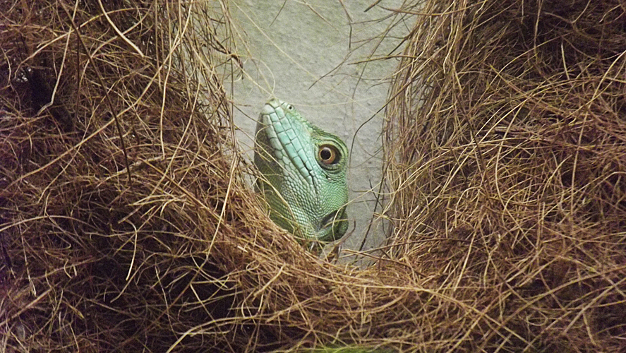 Oasi di Sant'Alessio Gecko