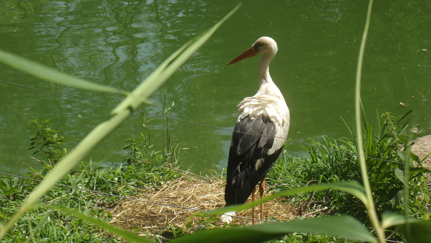 Oasi di Sant'Alessio Stork