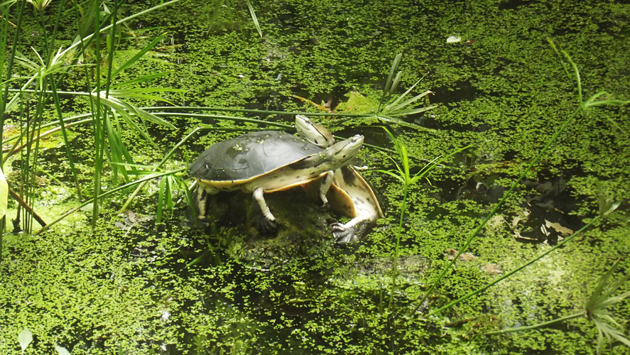 Oasi di Sant'Alessio Turtles