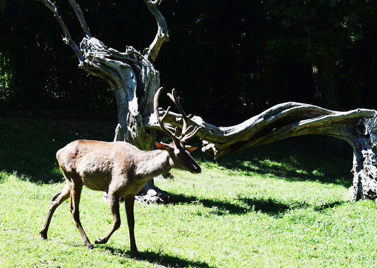 Zoo in Italy: Altai Wapiti