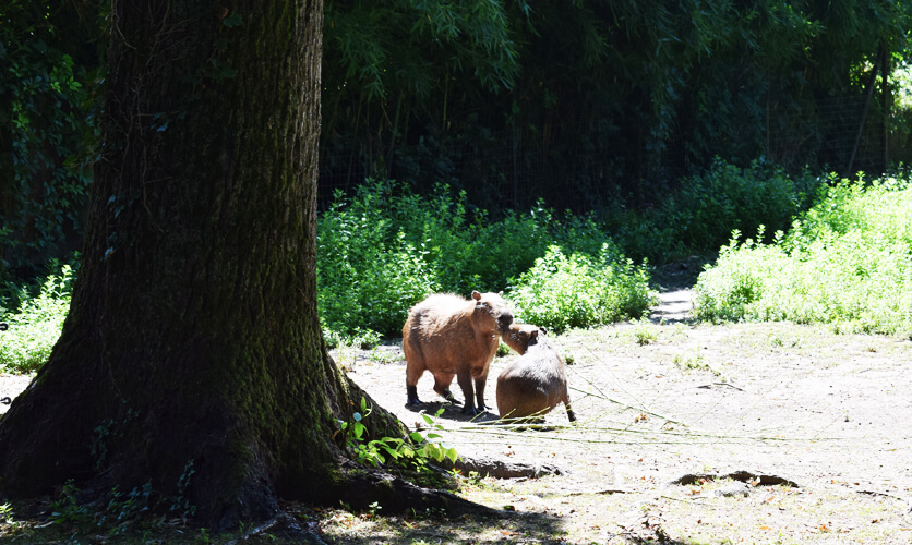 Zoo in Italy: Capybara 