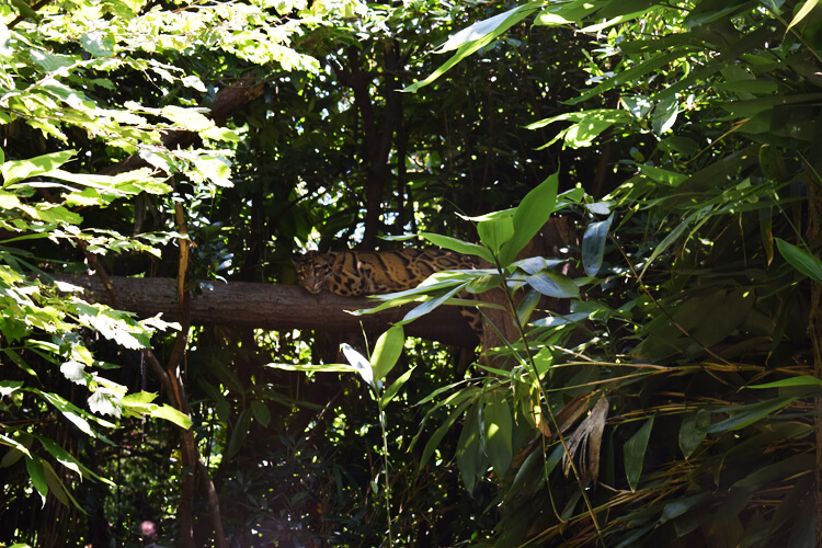 Zoo in Italy: Clouded Leopard