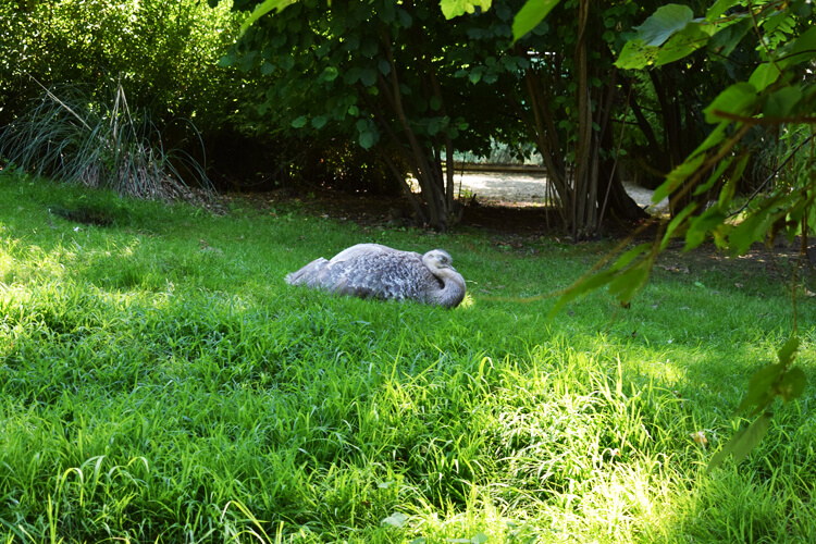 Zoo in Italy: Darwin's Rhea