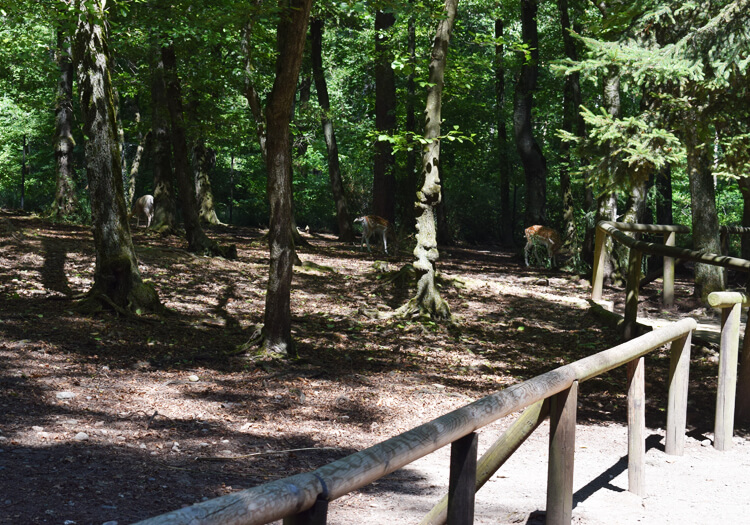 Zoo in Italy: Fallow Deer Forest