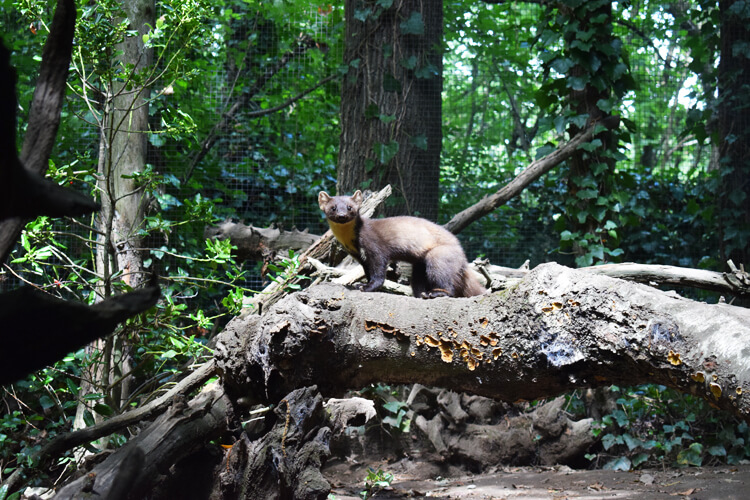 Zoo in Italy: European Pine Marten