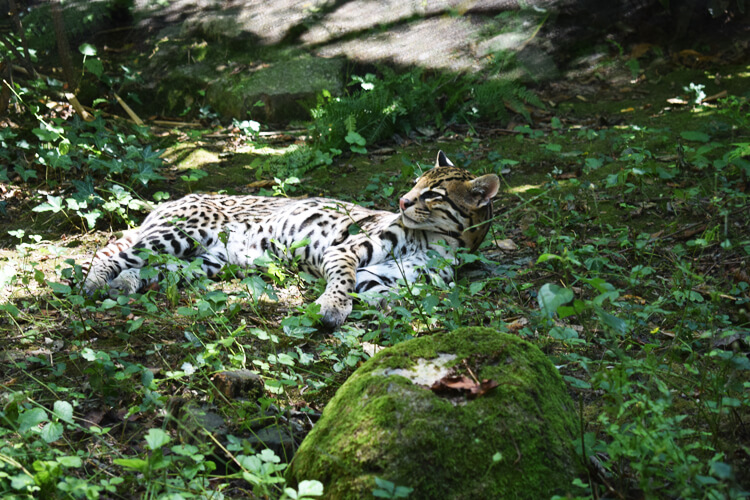 Zoo in Italy - La Torbiera