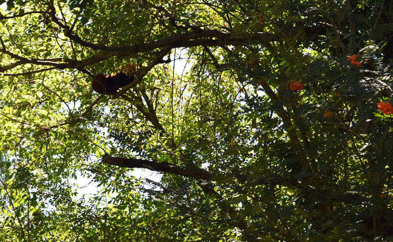 Zoo in Italy: Red Panda