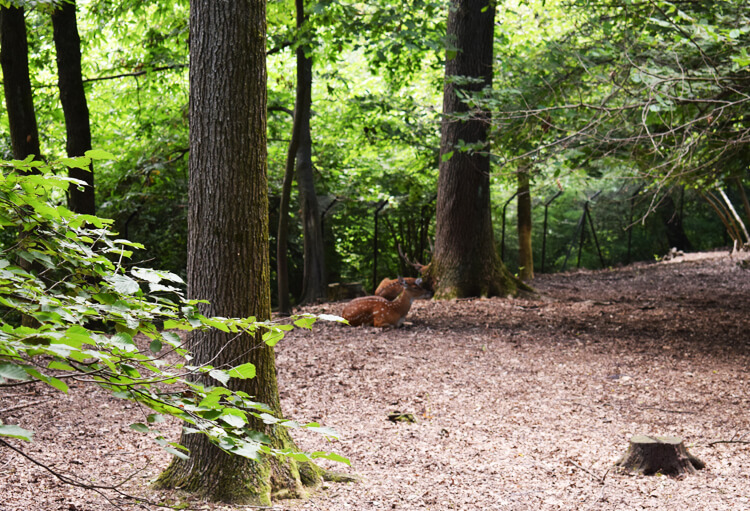 Zoo in Italy: Sika Deer