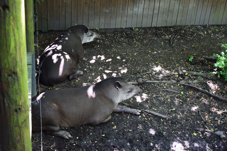 Zoo in Italy: Tapir